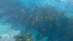 Lessonia trabeculata