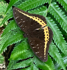 Lexias panopus boholensis