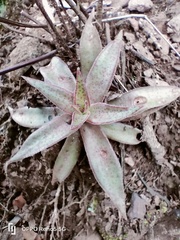 Crassula alba