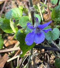 Viola reichenbachiana