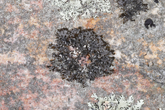 Melanelia culbersonii