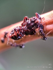 Drabescus