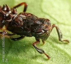 Drabescus