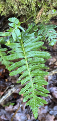 Polypodium interjectum
