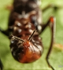 Drabescus