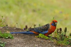 Platycercus elegans adelaidae