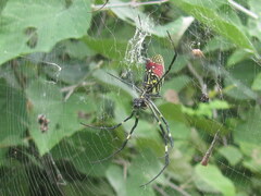 Trichonephila clavata
