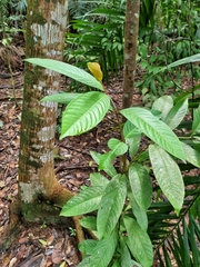Drabescus