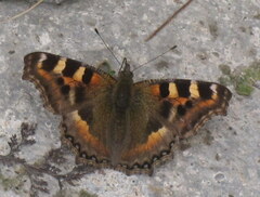 Aglais caschmirensis