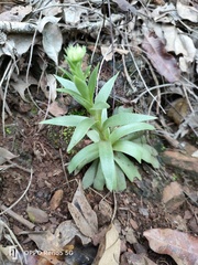 Crassula alba
