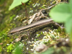 Ablepharus himalayanus