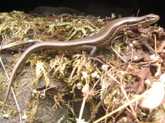 Ablepharus himalayanus