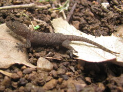 Hemidactylus kushmorensis