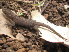 Hemidactylus kushmorensis