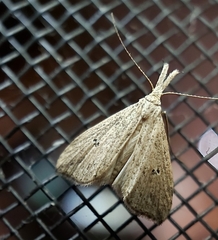 Trigonistis