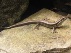 Ablepharus himalayanus