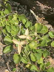 Viola cleistogamoides