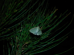 Poecilasthena pulchraria