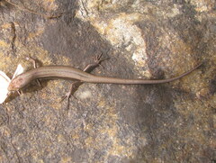 Ablepharus himalayanus