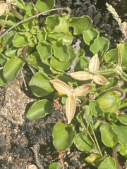 Viola cleistogamoides