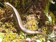 Ablepharus himalayanus