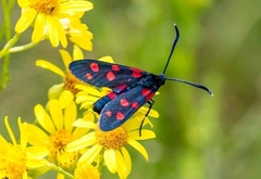 Zygaena ephialtes