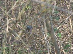 Phaenicophaeus viridirostris