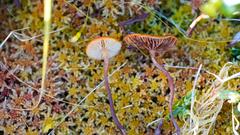 Gymnopilus fulgens