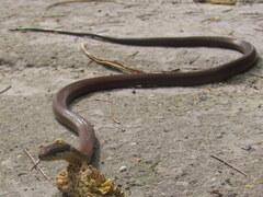 Sibynophis collaris
