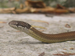 Sibynophis collaris