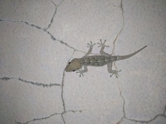 Tarentola delalandii