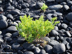 Tetraena fontanesii