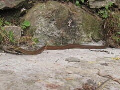 Sibynophis collaris