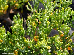Tetraena fontanesii