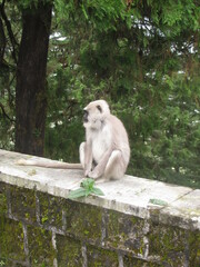 Semnopithecus schistaceus