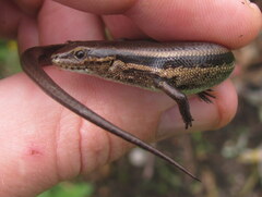 Ablepharus himalayanus