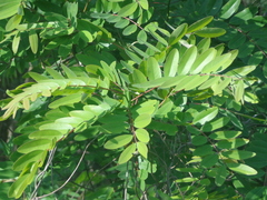 Senna siamea