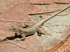 Pedioplanis laticeps