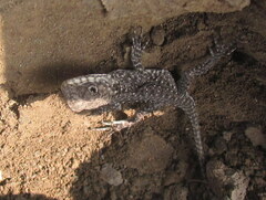 Laudakia tuberculata