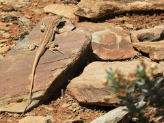 Pedioplanis laticeps