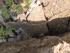 Laudakia tuberculata