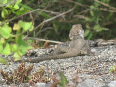 Laudakia tuberculata