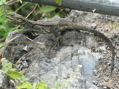 Laudakia tuberculata