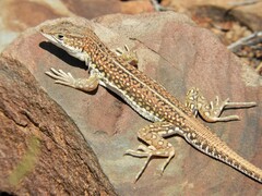 Pedioplanis laticeps