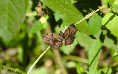 Helias phalaenoides