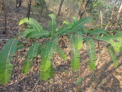 Phyllanthus emblica