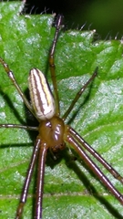 Leucauge celebesiana
