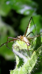 Leucauge celebesiana