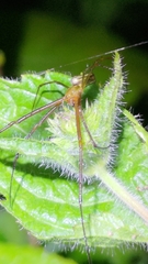 Leucauge celebesiana
