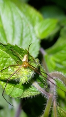 Leucauge celebesiana